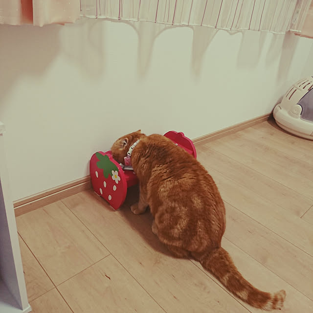 naoさんの実例写真