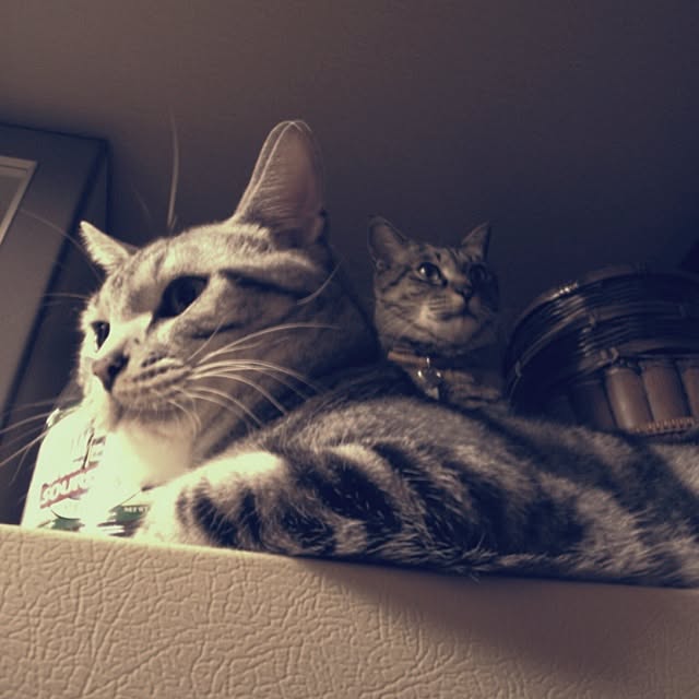 jnkaiさんの実例写真