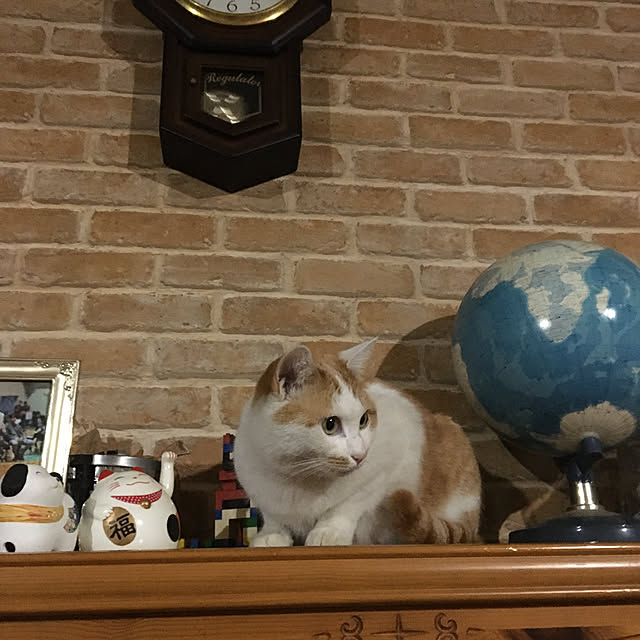 cattowerさんの実例写真