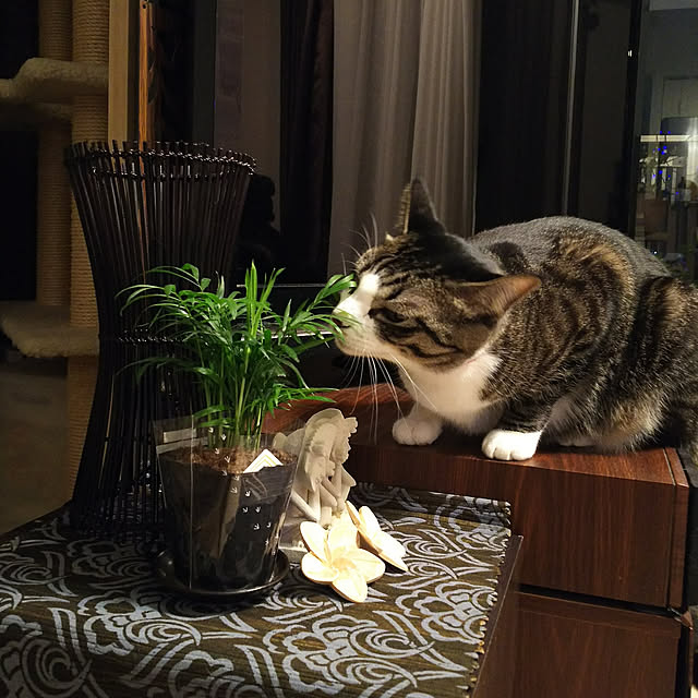 anago106さんの実例写真