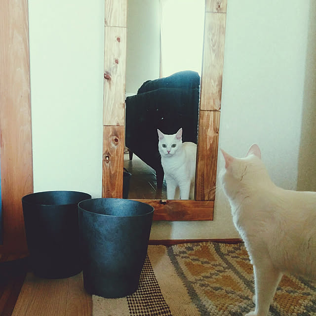 nocolorさんの実例写真
