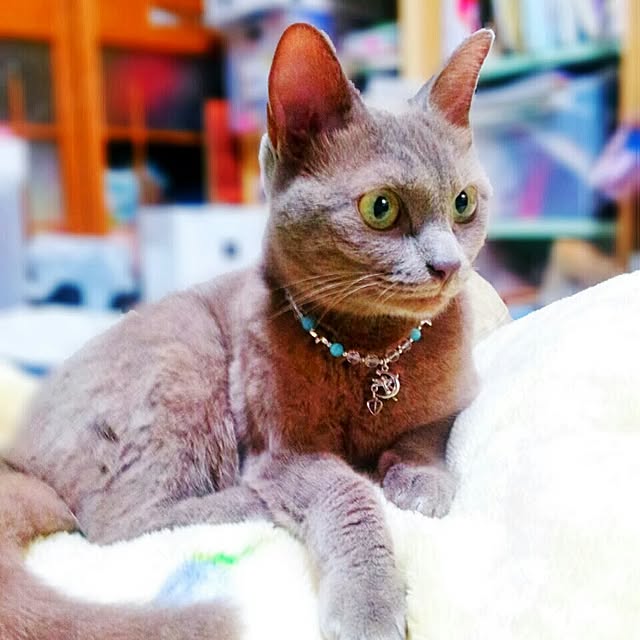 Yukikoさんの実例写真