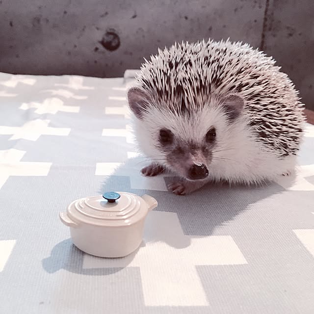 saokoさんの実例写真