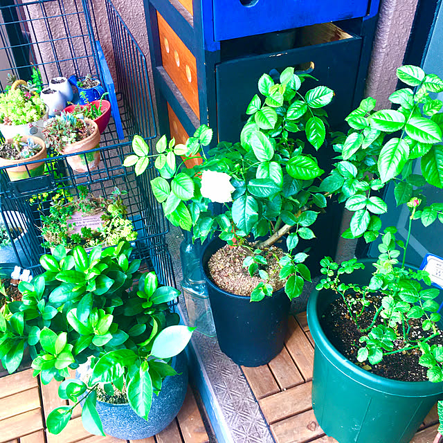 naokoさんの部屋