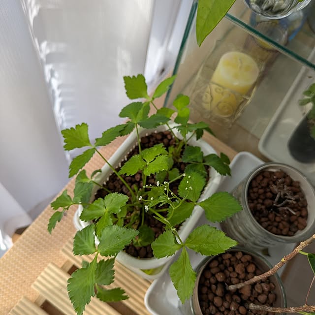 mi-saさんの部屋