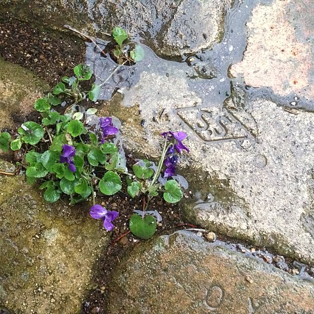 popoさんの実例写真