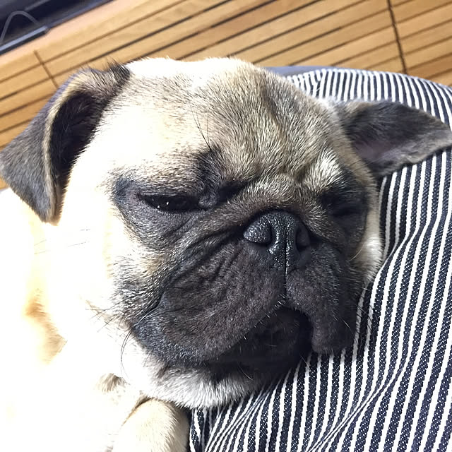 bondollさんの実例写真