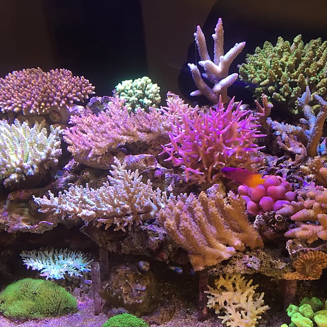 aquarium_seaさんの実例写真