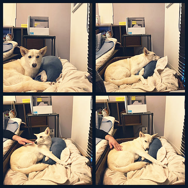 tanboさんの実例写真