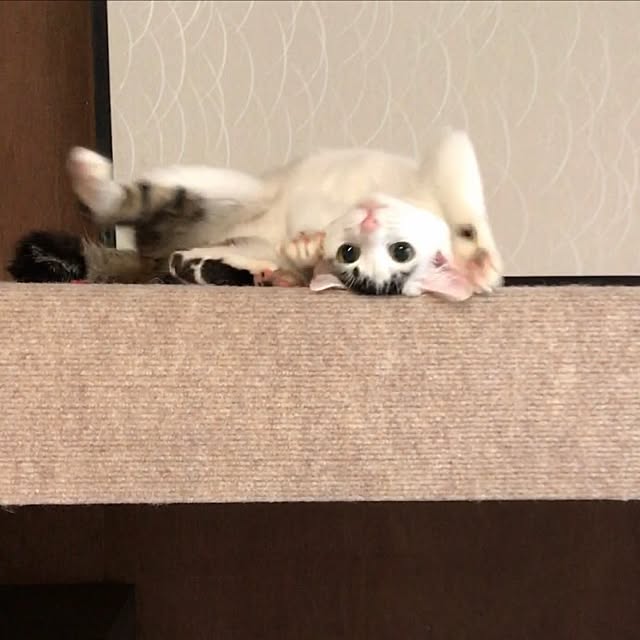Chiekoさんの実例写真