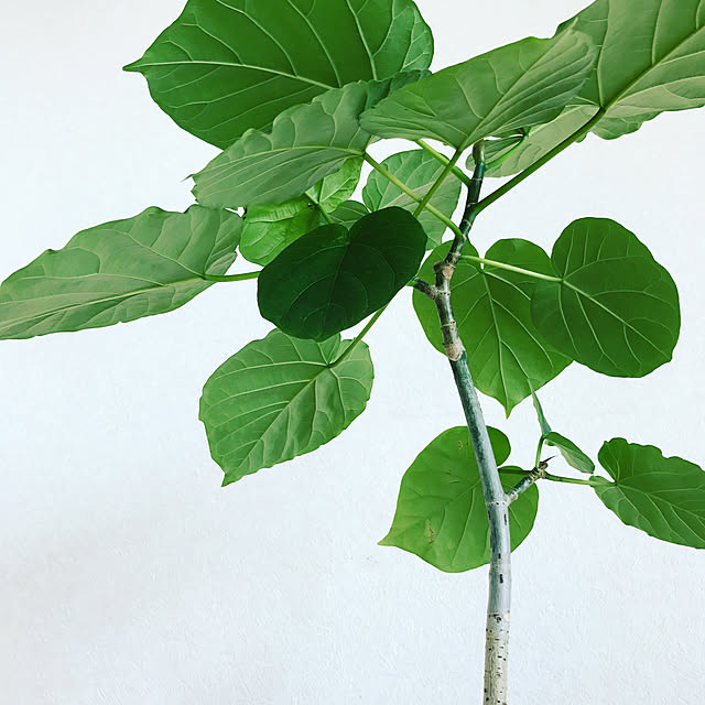 机/観葉植物/ウンベラータ/ナチュラル/インテリア...などのインテリア実例 - 2018-01-07 11:41:52