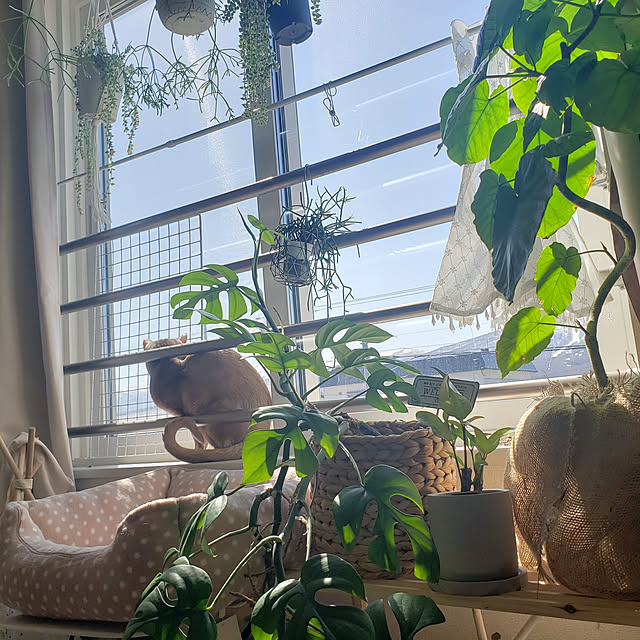 megu.catさんの実例写真