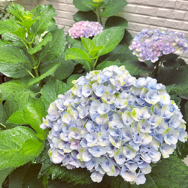 suzyさんの実例写真