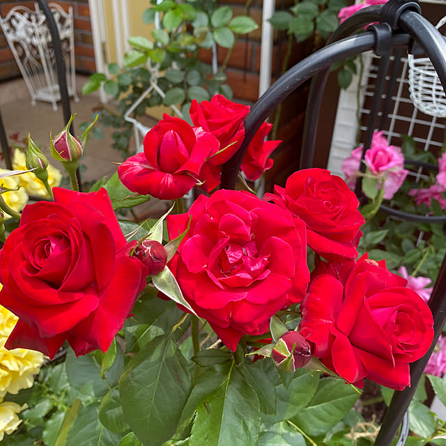 RoseLife5818さんの実例写真