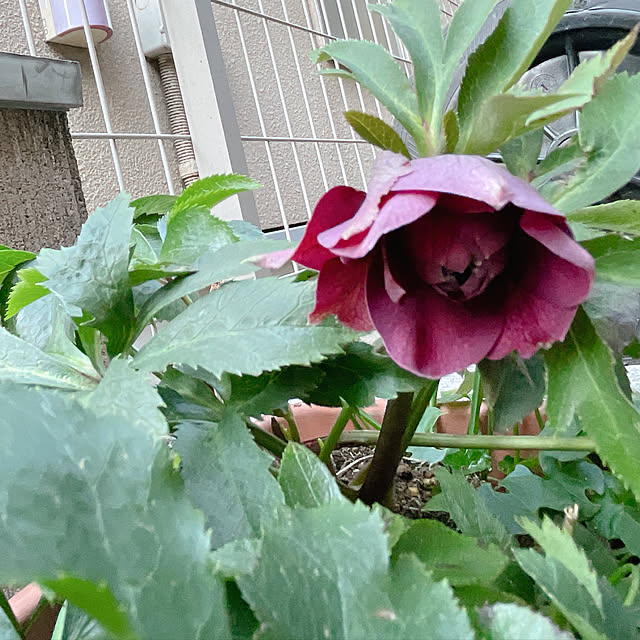 nahonさんの部屋