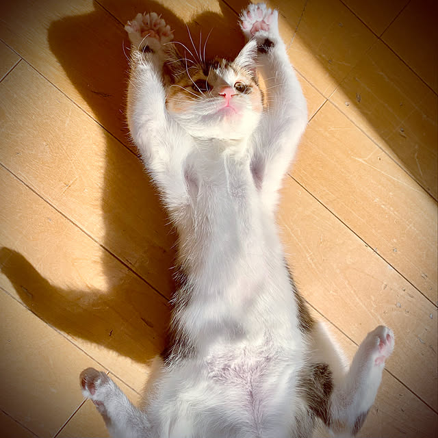 ochoriさんの実例写真