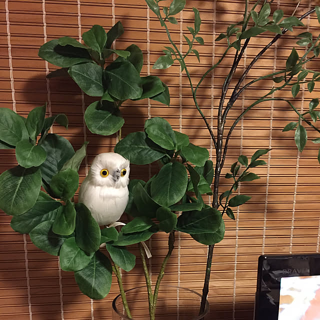 yocchiさんの実例写真