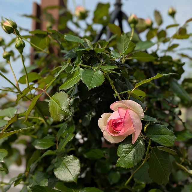 naoさんの実例写真