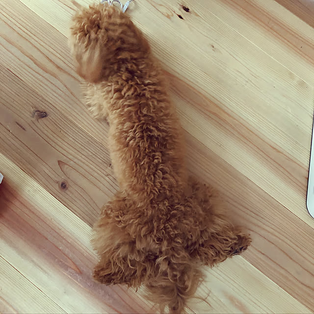 amumamaさんの実例写真