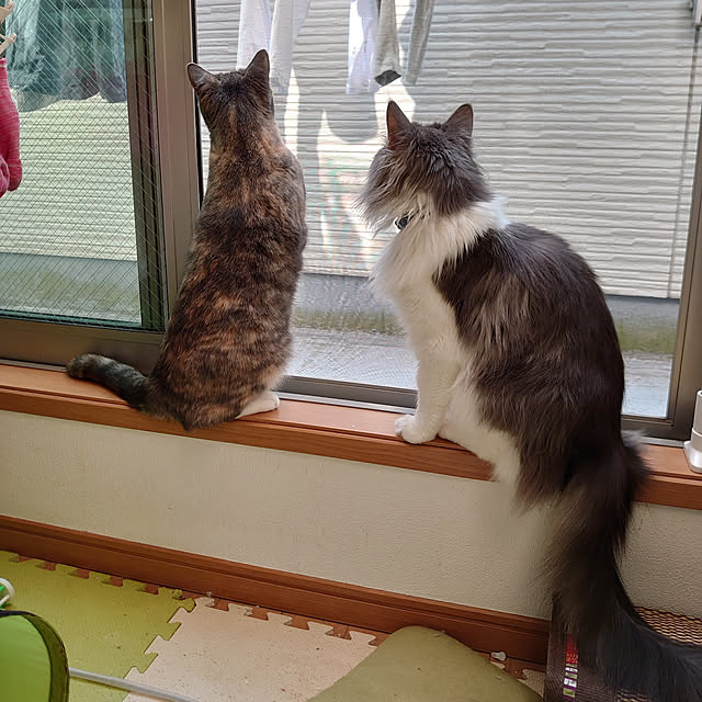 shinobuさんの実例写真
