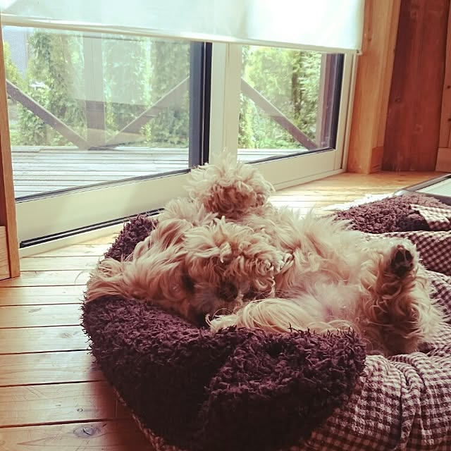 makaronさんの実例写真