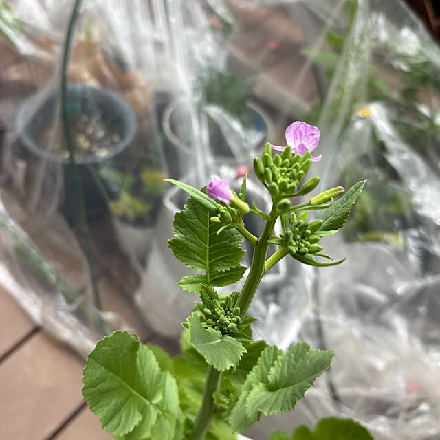 yuyuさんの実例写真