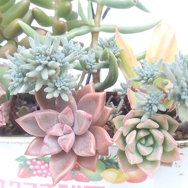 VERANDARJUNさんの実例写真