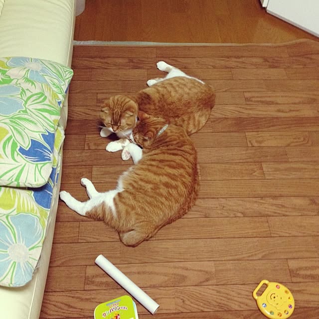 pikkariさんの実例写真
