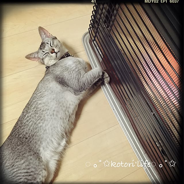 kotoriさんの実例写真