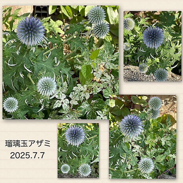 buchiさんの実例写真
