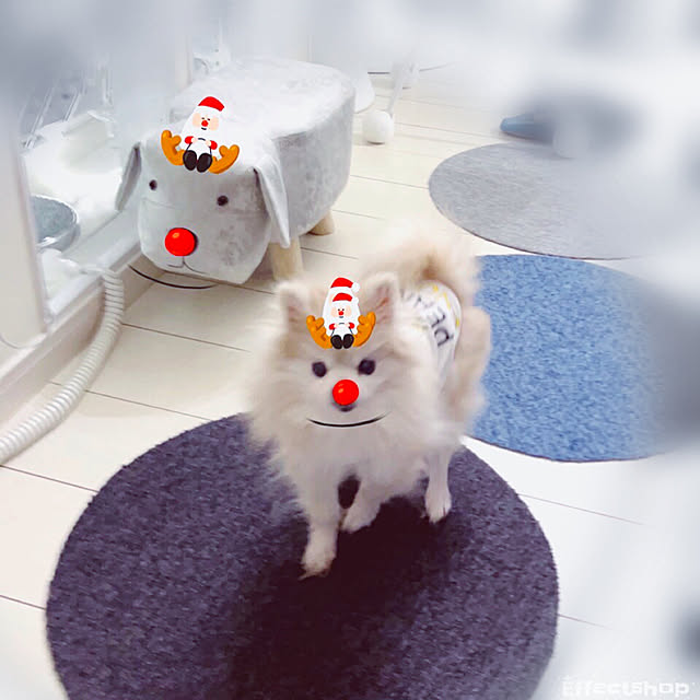 Mopmamaさんの実例写真