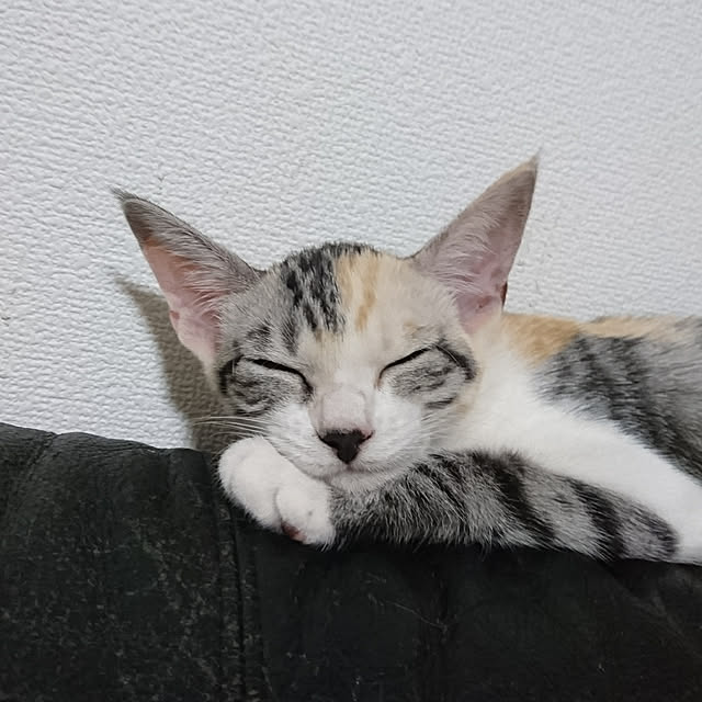 shinobuさんの実例写真