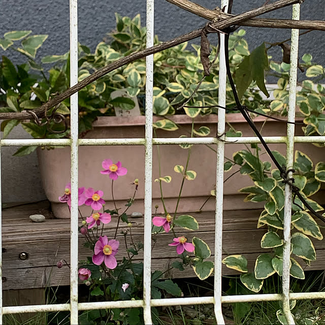 mohimikanさんの実例写真