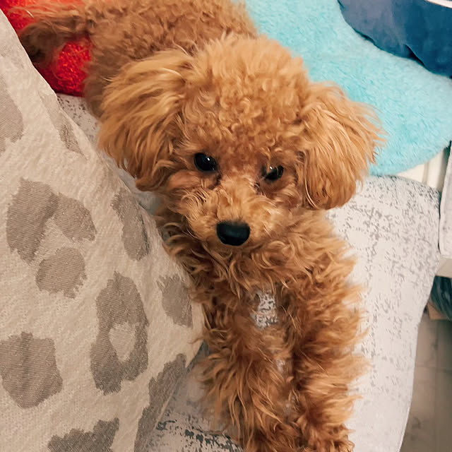 makiさんの実例写真