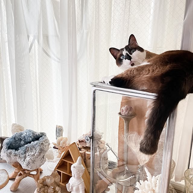 AmritaSeraさんの実例写真