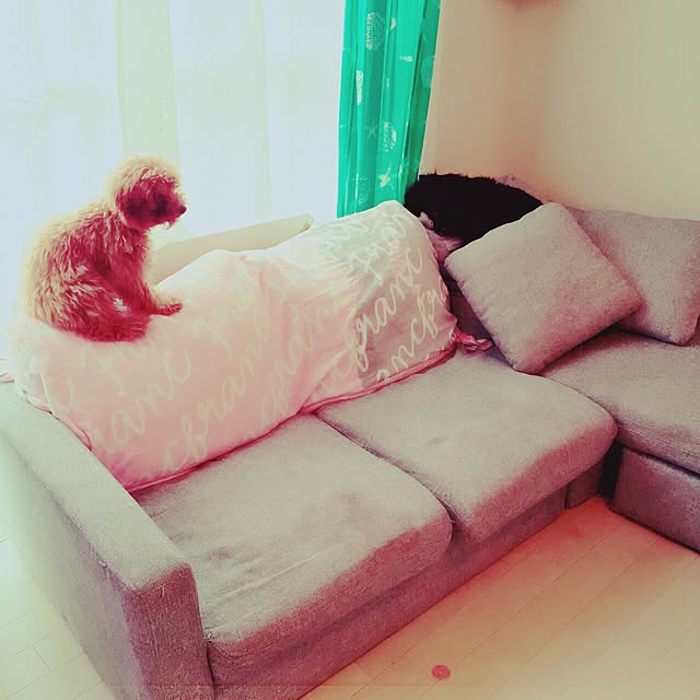 shiiichanさんの実例写真