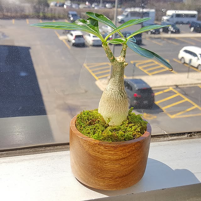 rinkimekuさんの実例写真