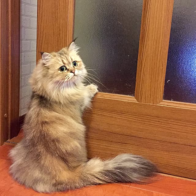 butachanさんの実例写真