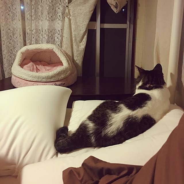 Shihoさんの実例写真