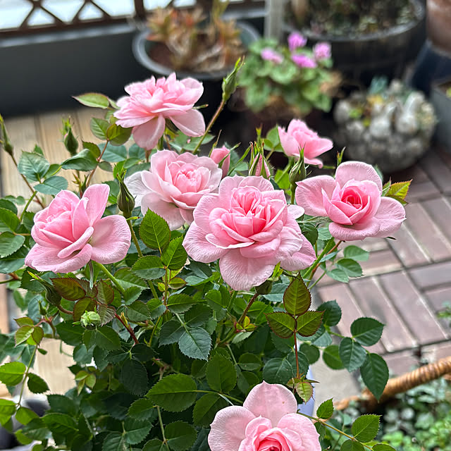 naokoさんの実例写真