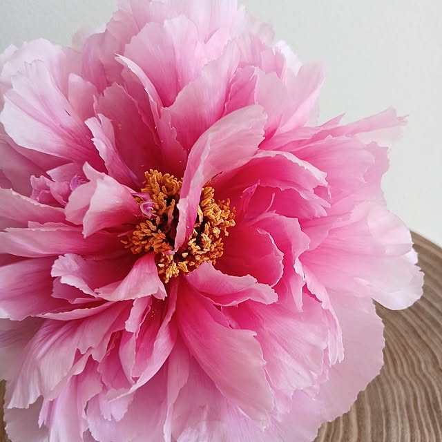 chidorinさんの部屋