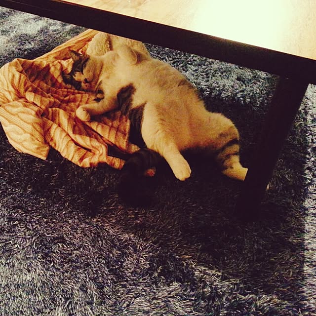 リビング/ねこのインテリア実例 - 2016-12-30 19:19:45
