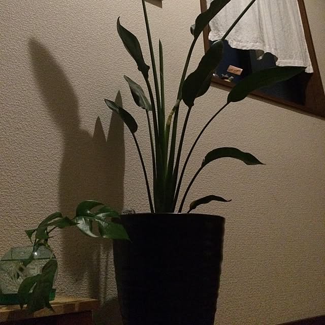 myuさんの実例写真