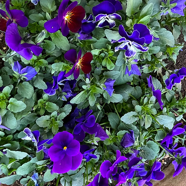 kaochanさんの部屋