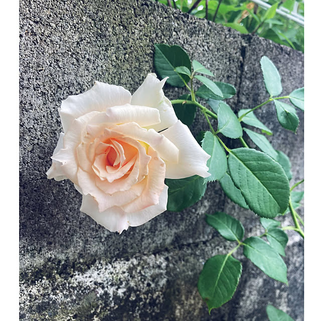 CoCo0617さんの部屋