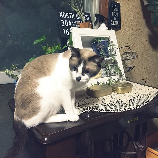 vivienne.coco-keiさんの実例写真