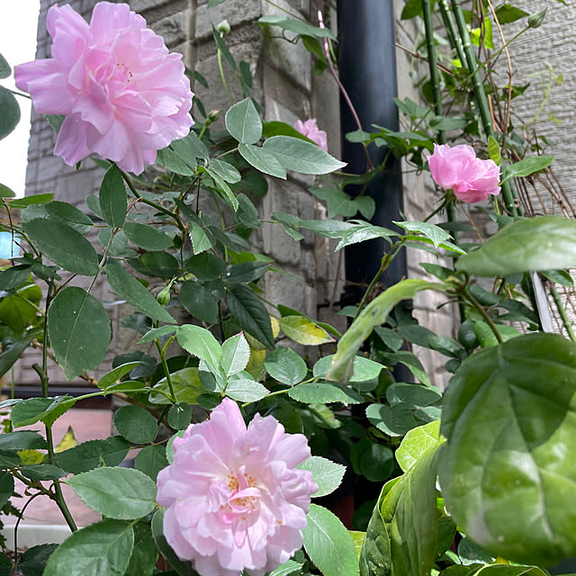 natsumiさんの部屋