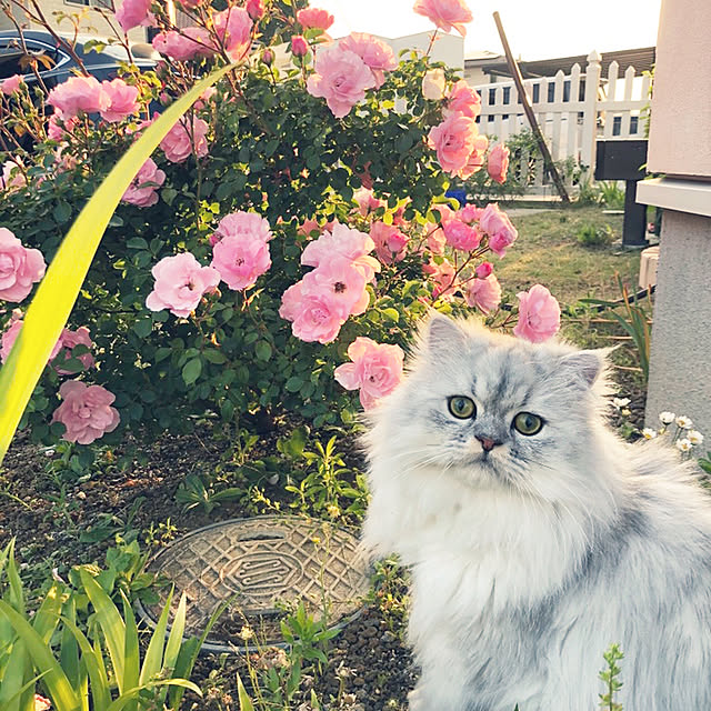 kirakirarisaさんの実例写真