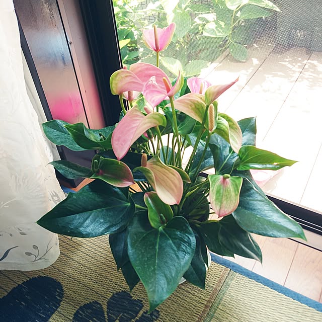 mimi828さんの実例写真