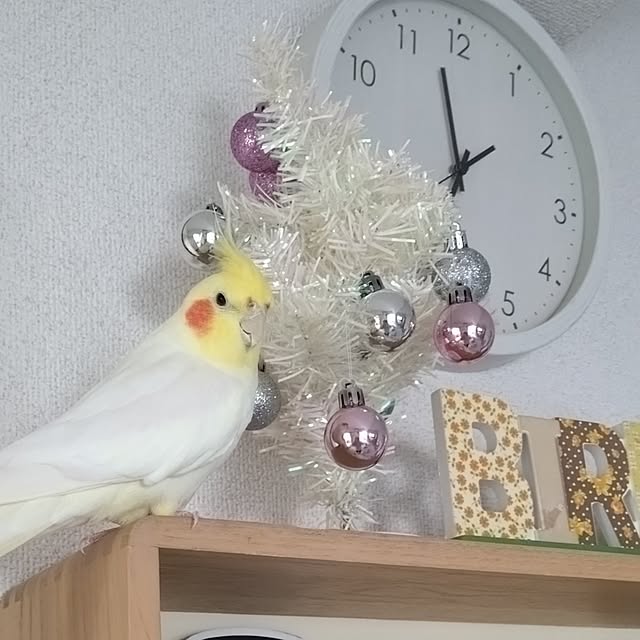 toratanさんの実例写真